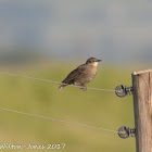 Starling