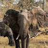 African bush elephant