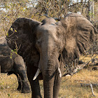 African bush elephant