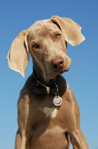 Cute Dogs Weimaraner wallpaper