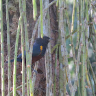 Chestnut-bellied euphonia