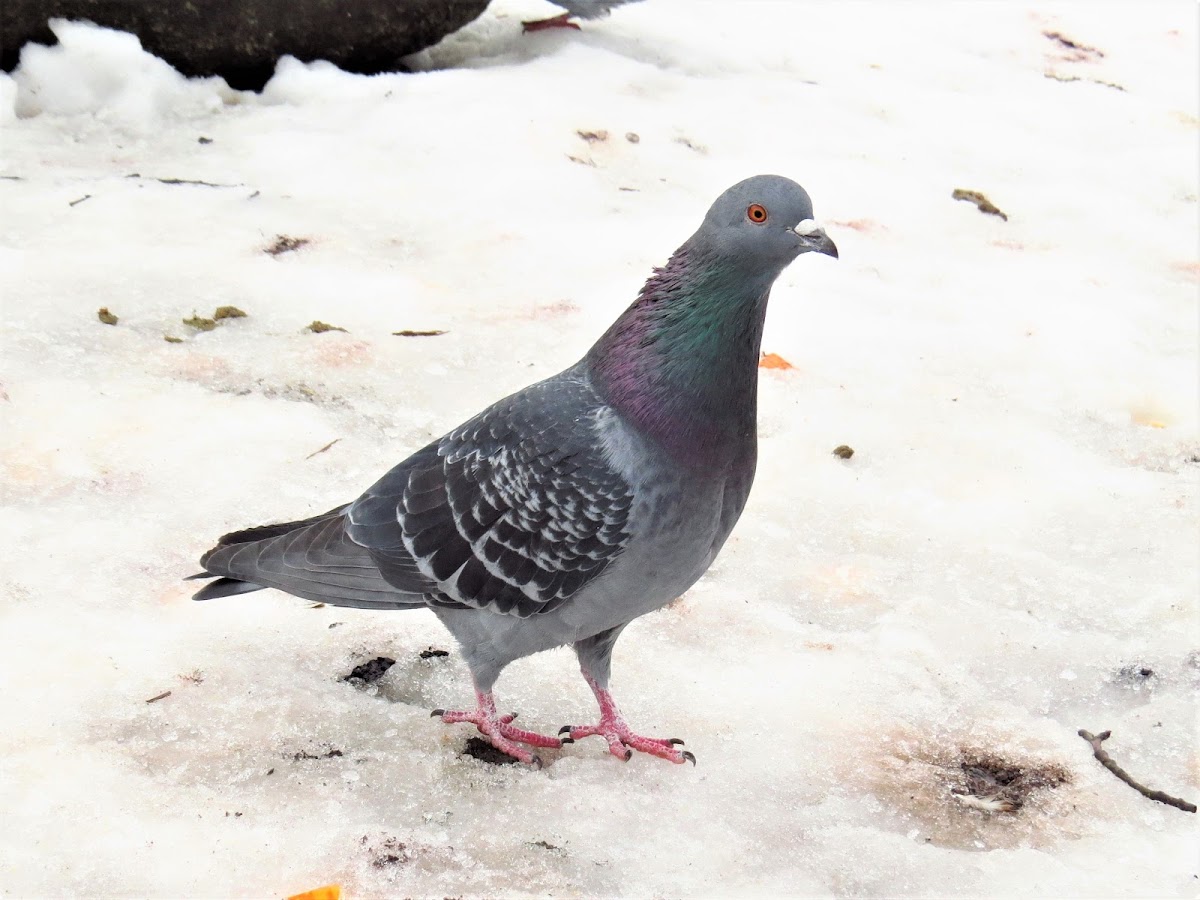 Rock Dove