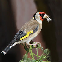 Spuntino di 