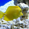 Yellow Tang