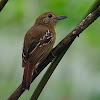 Batará pizarroso (Black-crowned antshrike)