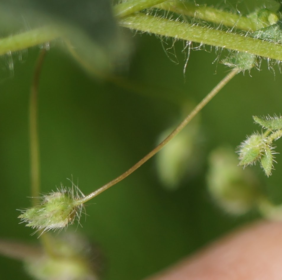 kale bloemsteel