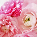 Peony popular HD flower new tab page theme