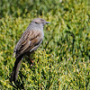 Dunnock; Acentor Común