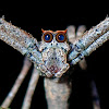 Ogre-faced Spider/Net Casting Spider