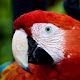 Macaw - New Tab in HD