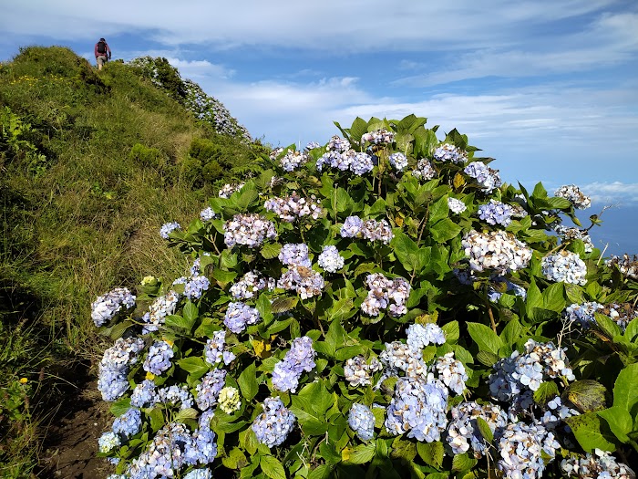 FAIAL: BORDEANDO LA CALDEIRA - AZORES, 5 ISLAS POR UN PELO: PICO, SÃO JORGE, FAIAL, FLORES Y CORVO (5)