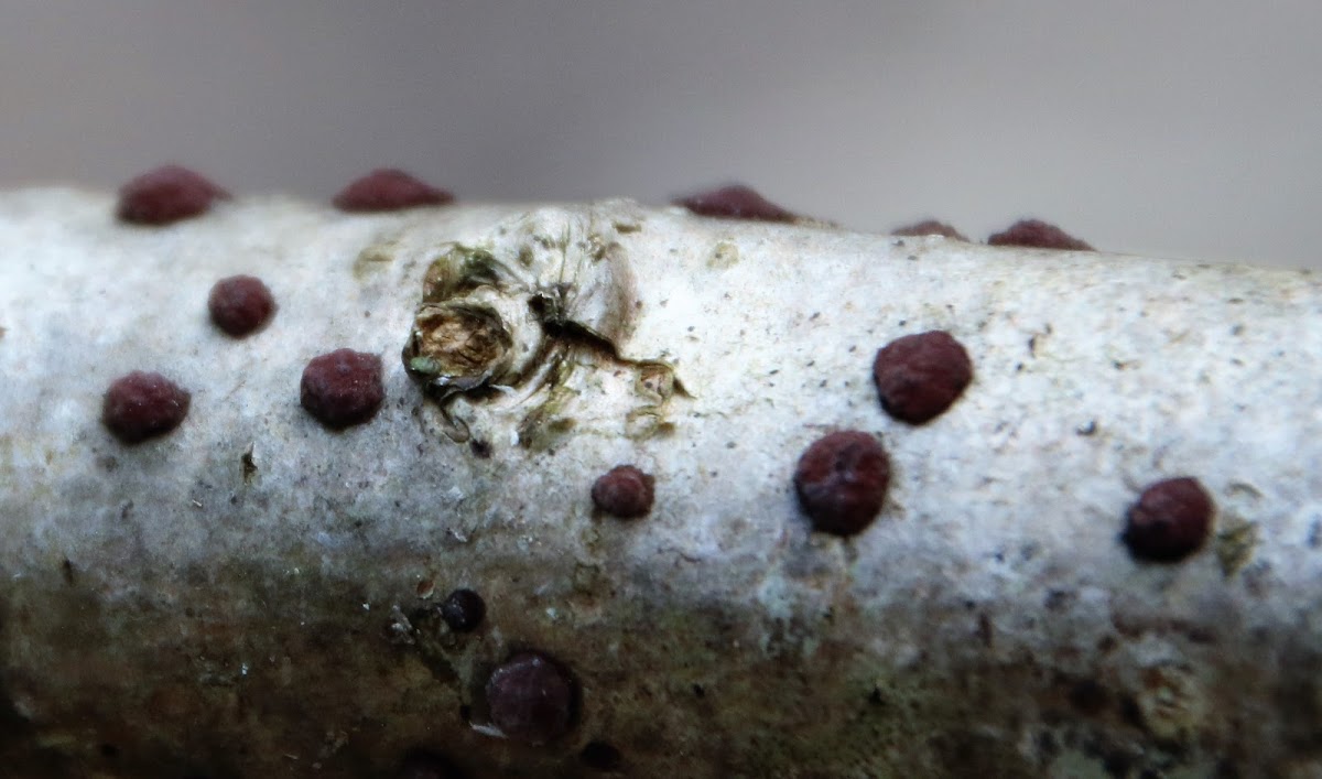 Tiny Button Lichen