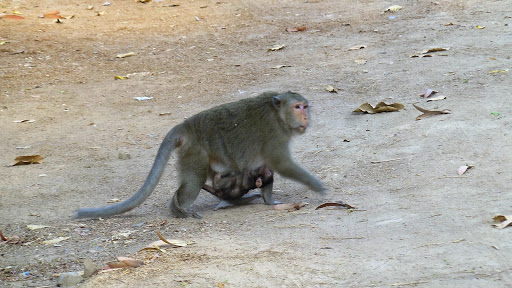 Monkey Morning in Cambodia 2016