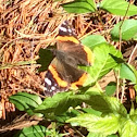 Red Admiral