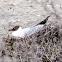 Black-headed Gull; Gaviota Reidora