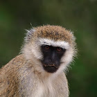 Cercopiteco verde (Vervet monkey)