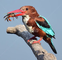 White-throated Kingfisher by Ashay Kakde -   ( bird, white-throated kingfisher, animals, wild, kingfisher, crab, wildlife )