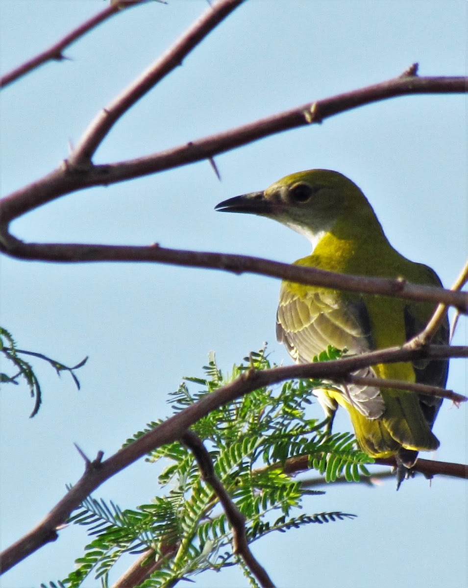 Eurasian Golden Oriole