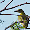 Eurasian Golden Oriole