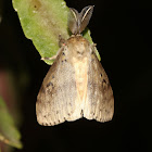 Tussock Moth