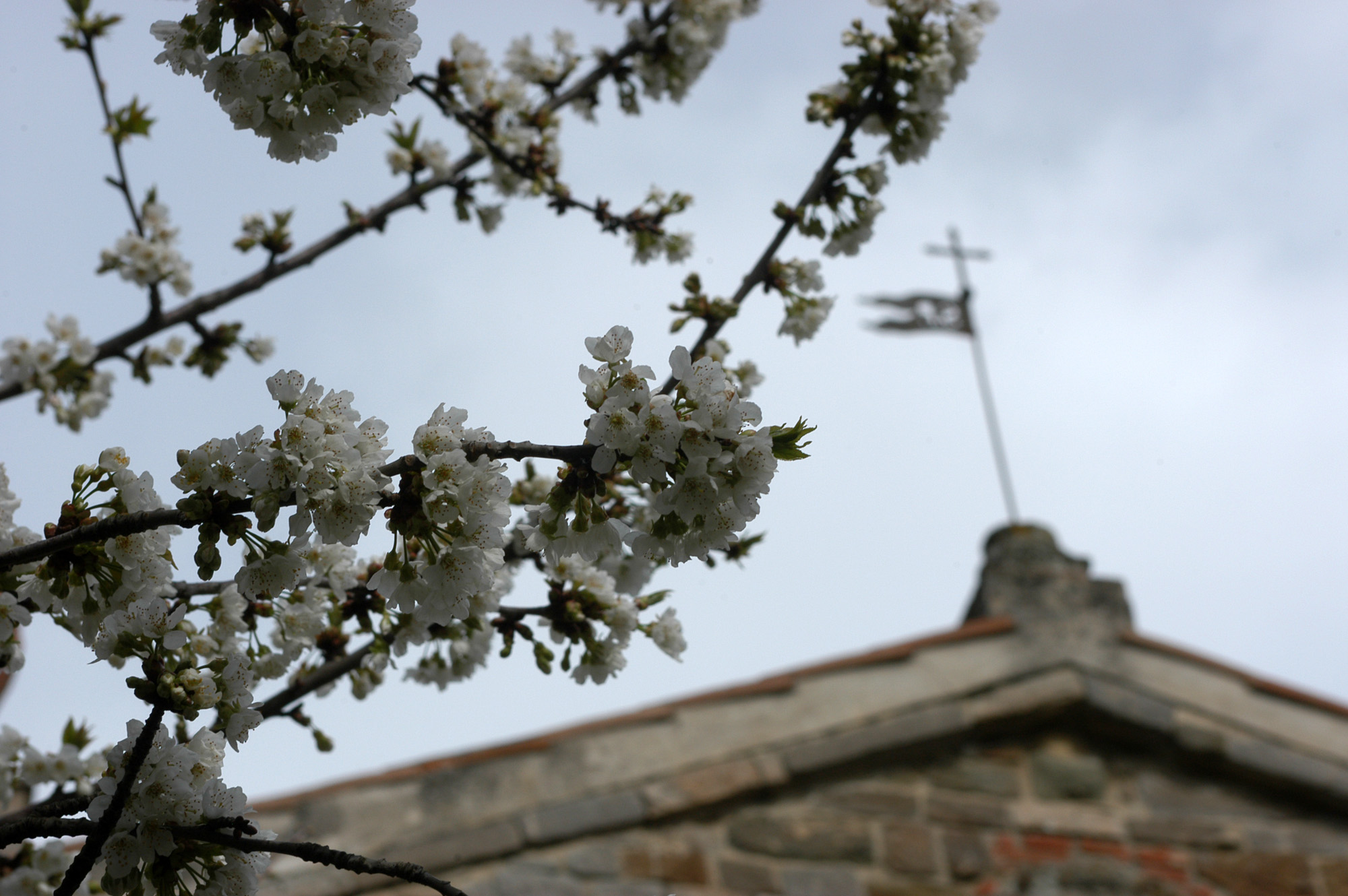 Fiori di primavera di marcus09