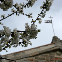 Fiori di primavera di 