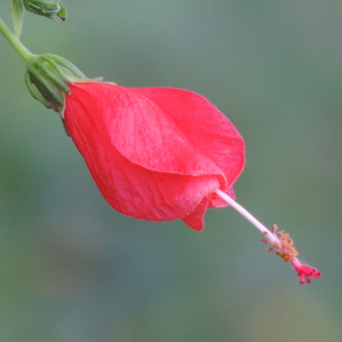 Turks Cap