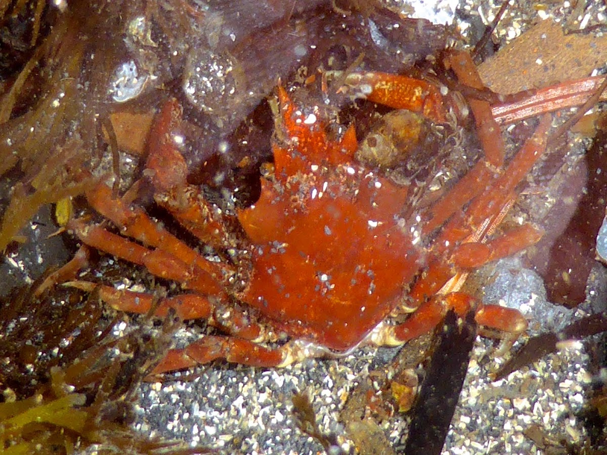 Graceful Kelp Crab