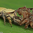 Beige Beetle Jumper