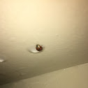 Lady Bug