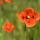 Corn poppy; Amapola silvestre