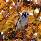 Tree sparrow