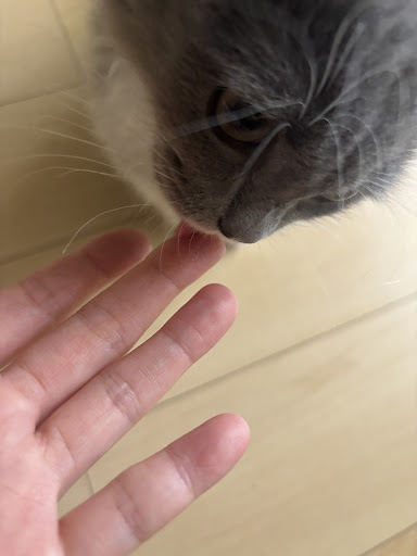 ニュートリデンス Pets-first ONLINESTORE