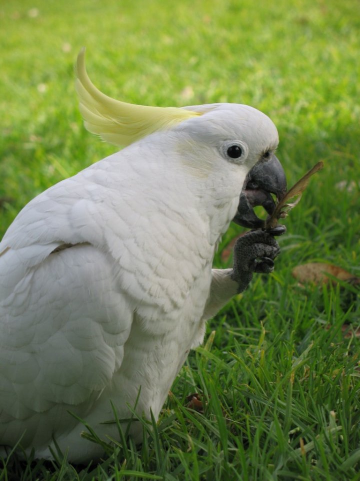 Gnam gnam nel parco di giaps