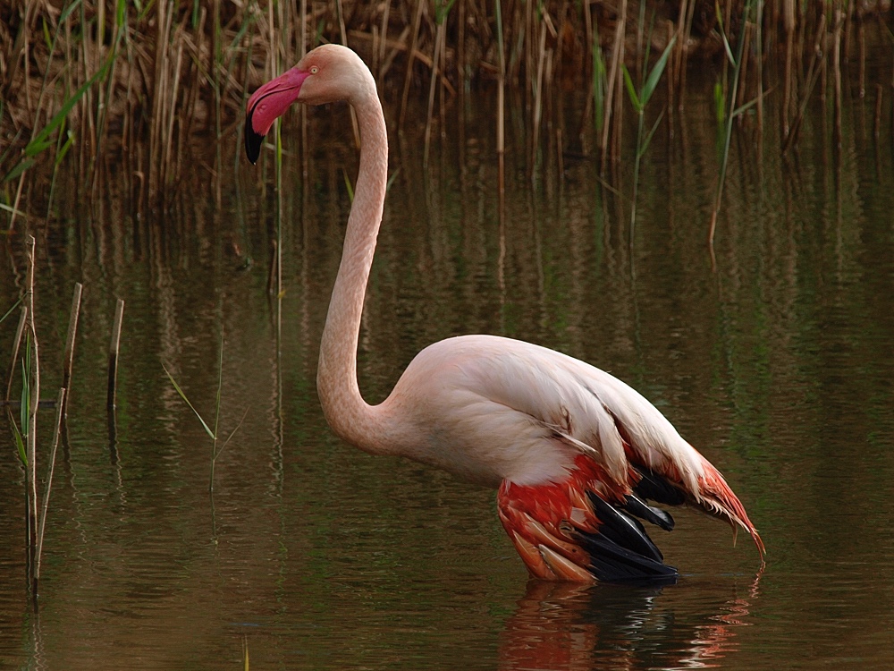 Flamenco (Greater flamingo)