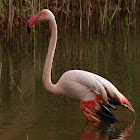 Flamenco (Greater flamingo)