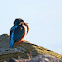 Common Kingfisher