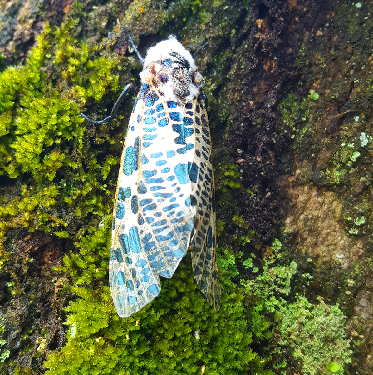 Hill Goat Moth Female