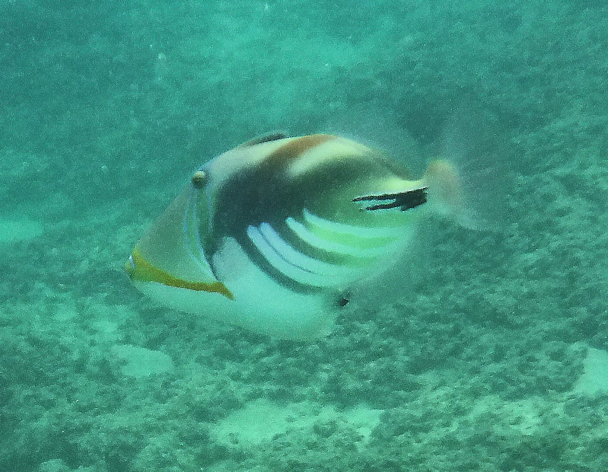 Lagoon Triggerfish