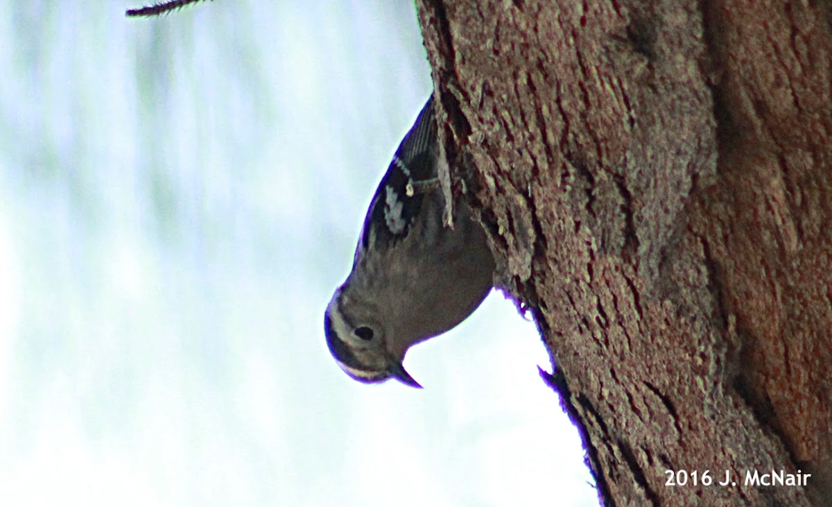 Black and White Warbler