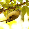 Ruby-crowned kinglet