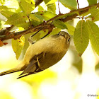 Ruby-crowned kinglet