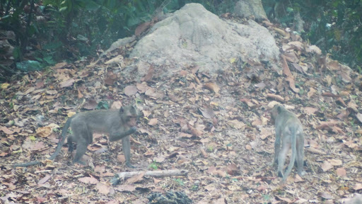 Monkey Morning in Cambodia 2016