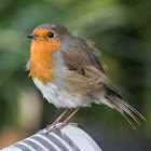 Robin