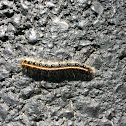 Eastern Tent Caterpillar Moth