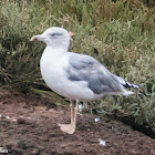 Yellow-legged Gull