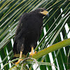 Gavilán cangrejero (Common black hawk)