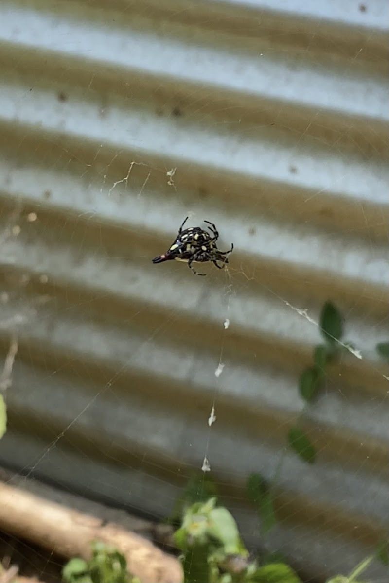 Oriental Spiny Orb-Weaver