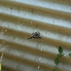 Oriental Spiny Orb-Weaver