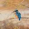 Common Kingfisher